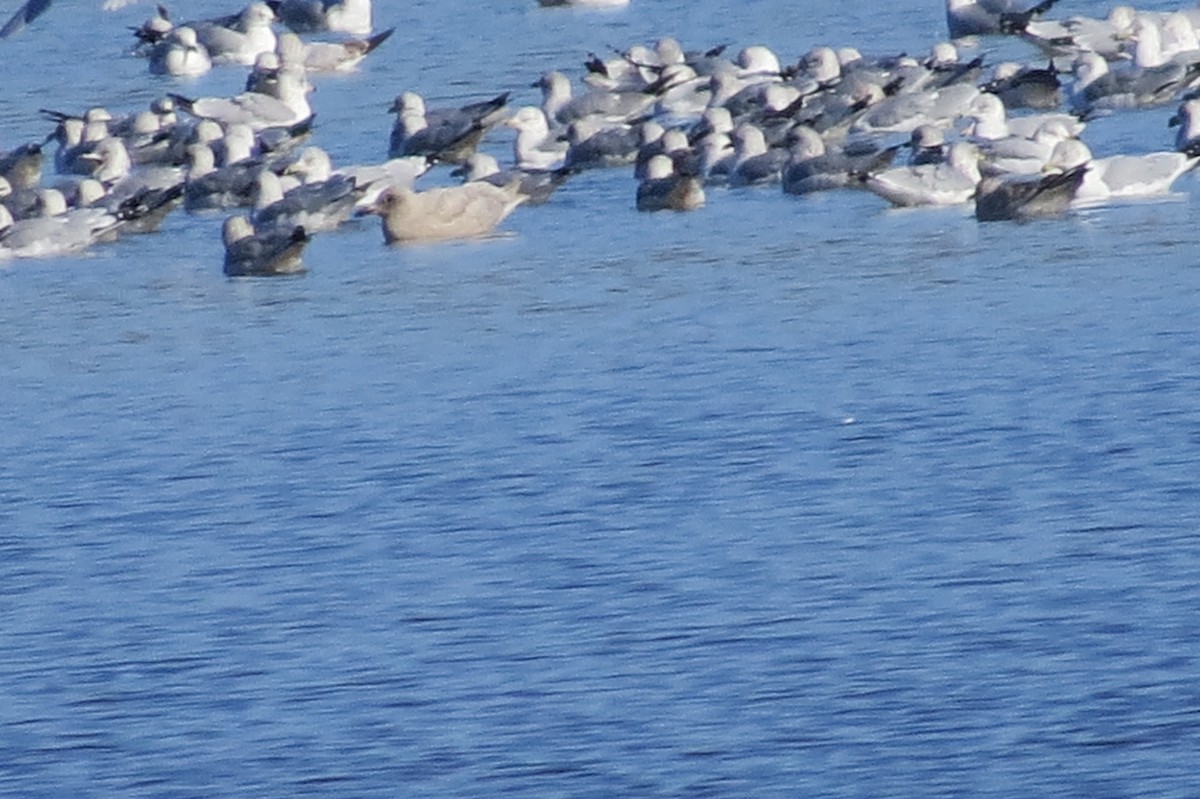 Iceland Gull - ML190462391