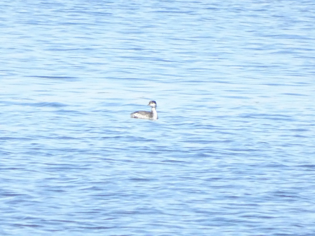 Horned Grebe - ML190464191