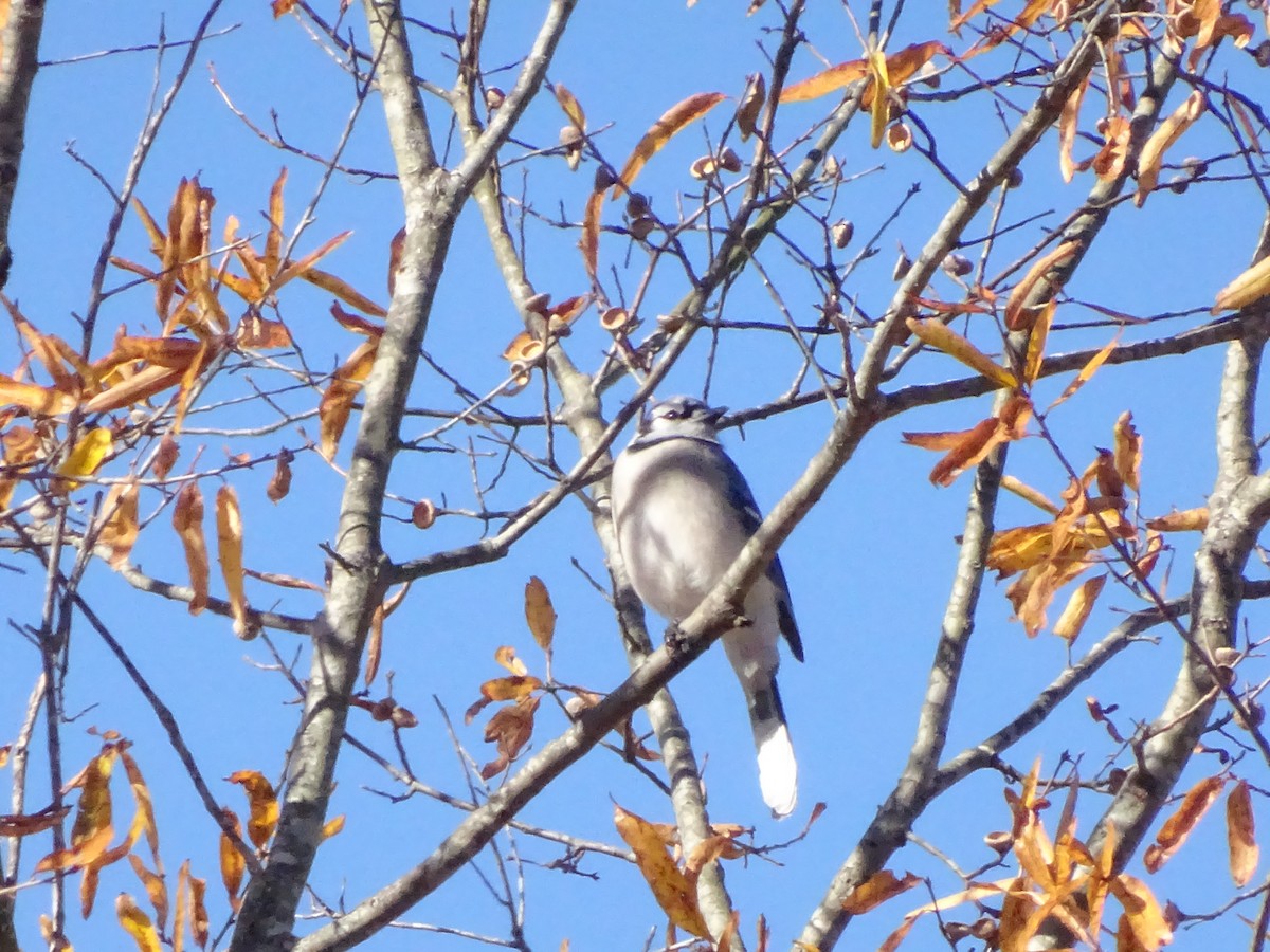 Blue Jay - ML190464861
