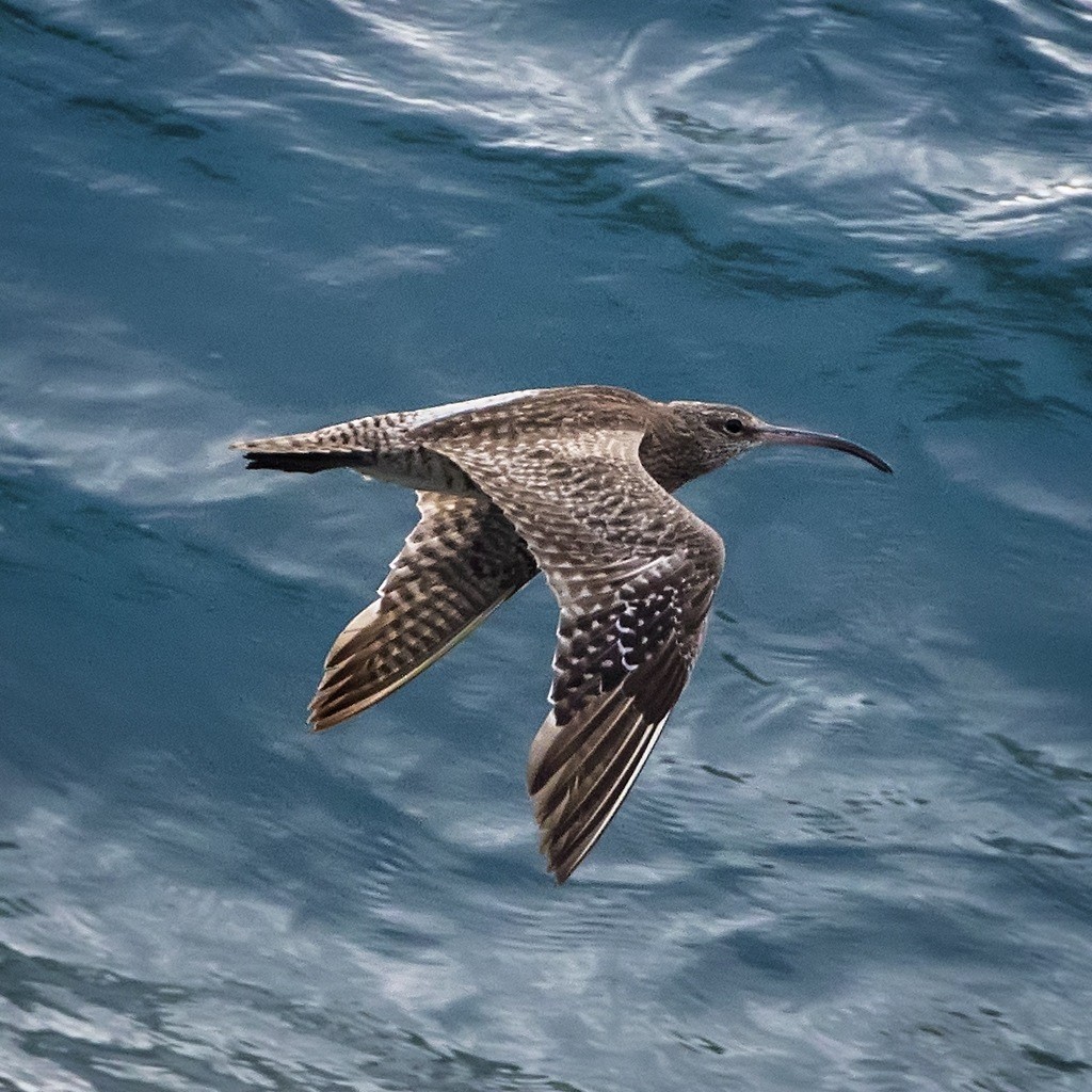 Whimbrel - ML190464891