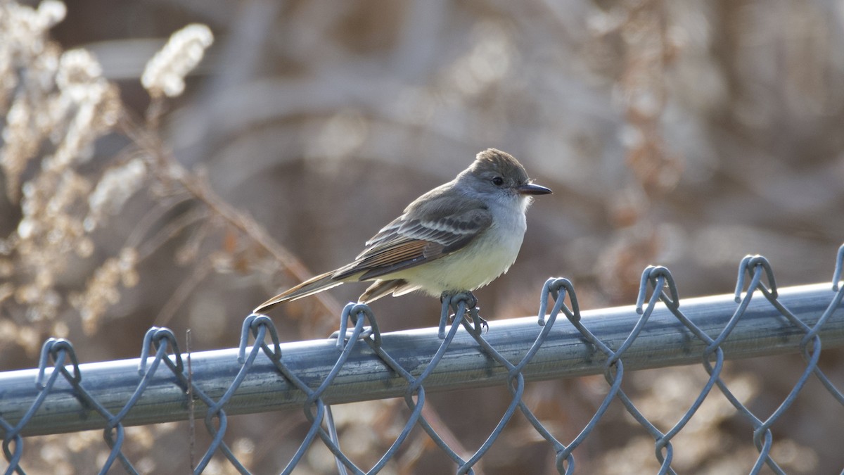 Ash-throated Flycatcher - ML190464921