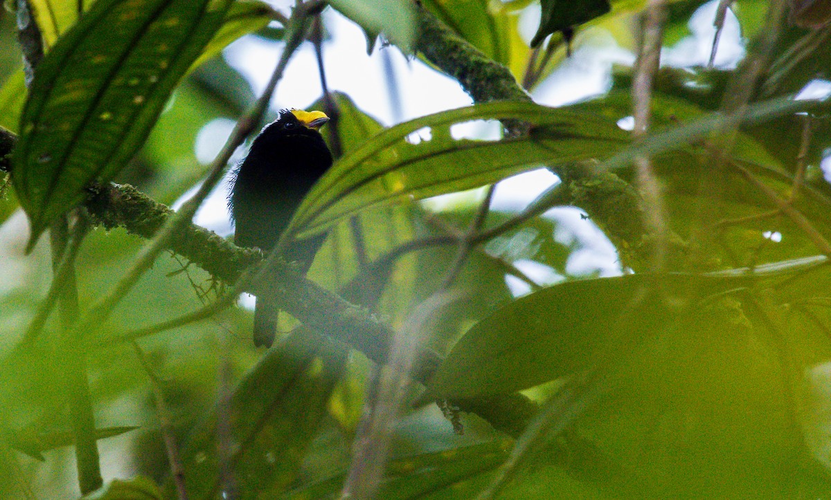 Manakin à ailes d'or - ML190465061