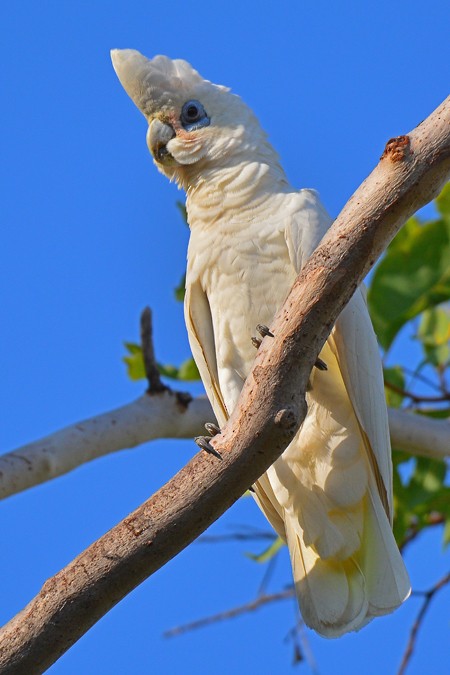 kakadu naholící - ML190465071