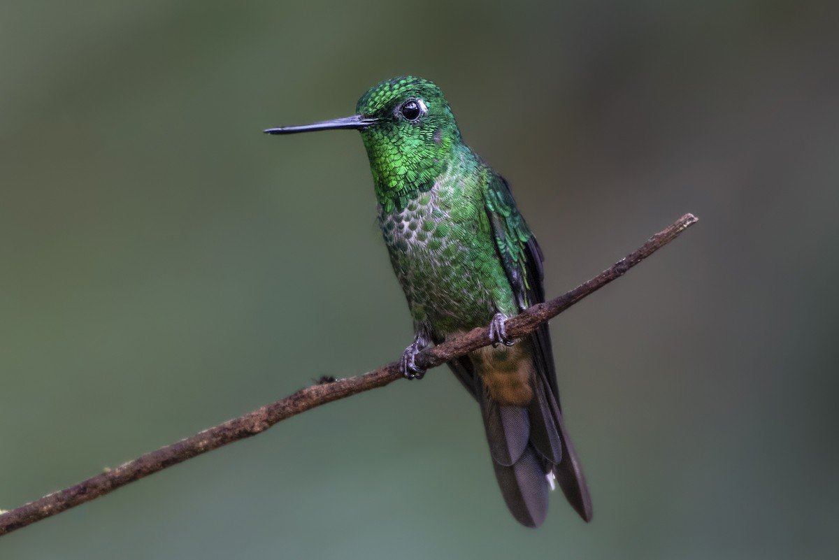 Rufous-vented Whitetip - ML190465311