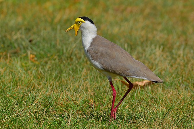 Masked Lapwing - ML190465351