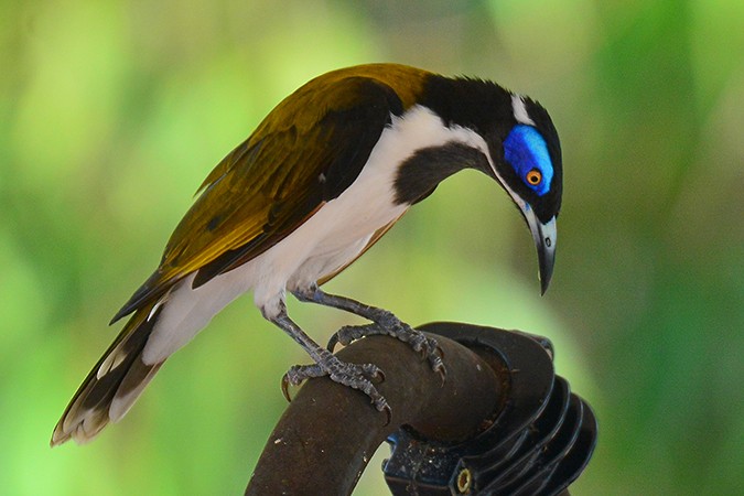 Blue-faced Honeyeater - ML190465571