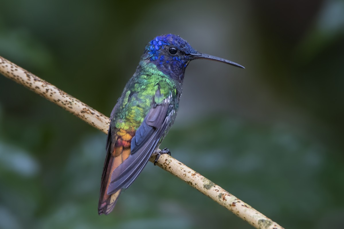 Golden-tailed Sapphire - Jeff Maw