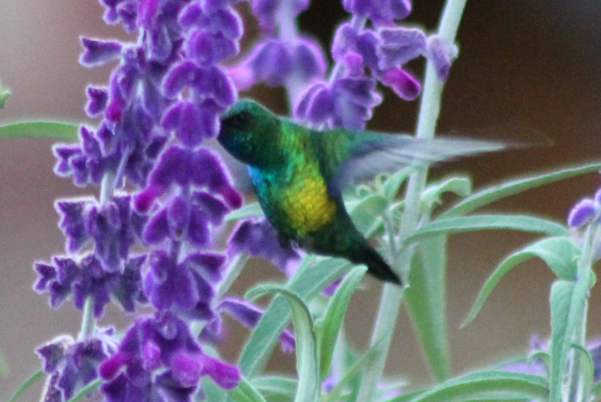 Glittering-bellied Emerald - ML190466971