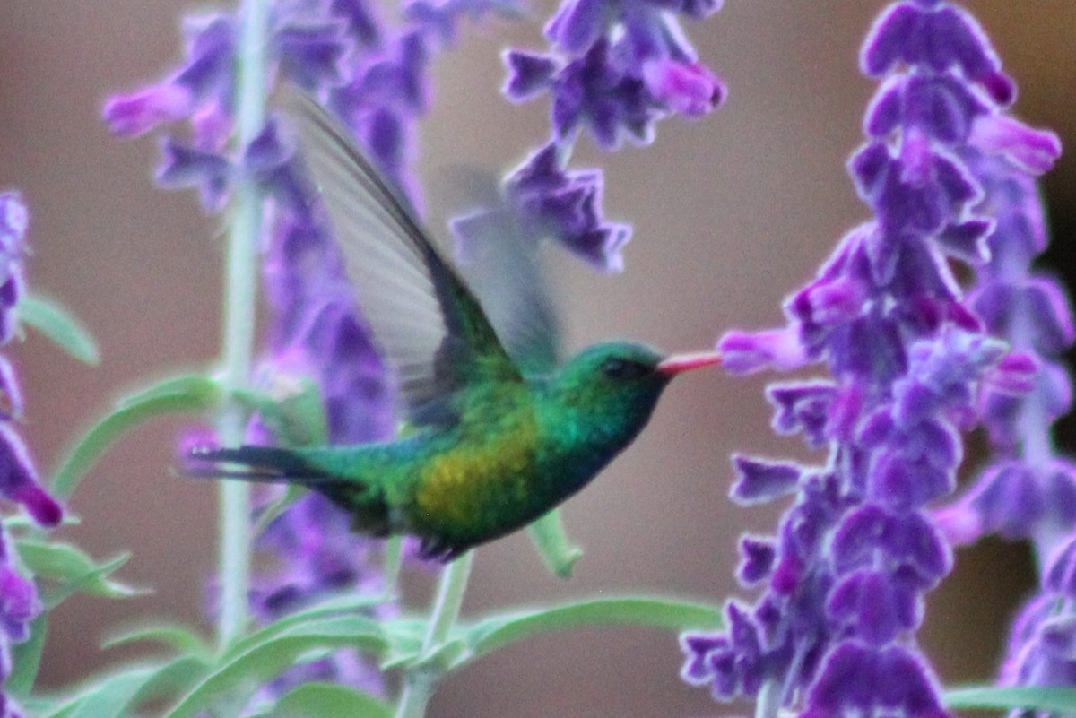 Glittering-bellied Emerald - ML190466981