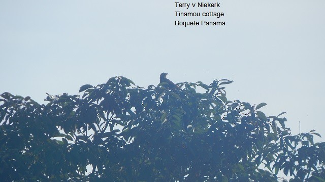 Striped Cuckoo - Terry van Niekerk