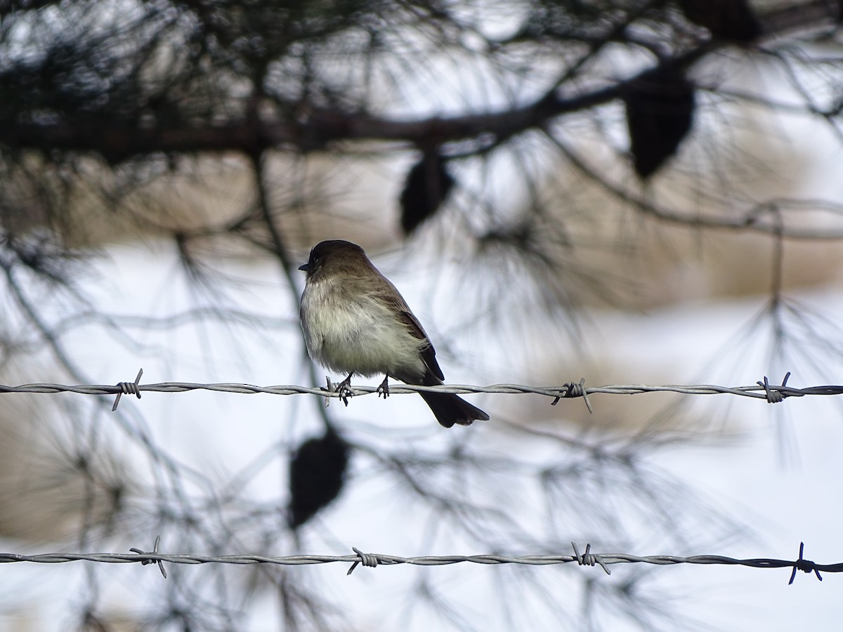 Eastern Phoebe - ML190470191