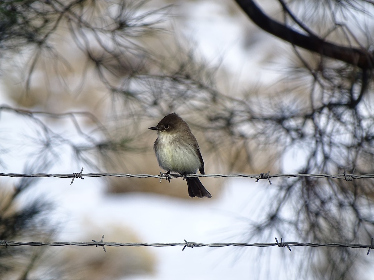 Eastern Phoebe - ML190470201