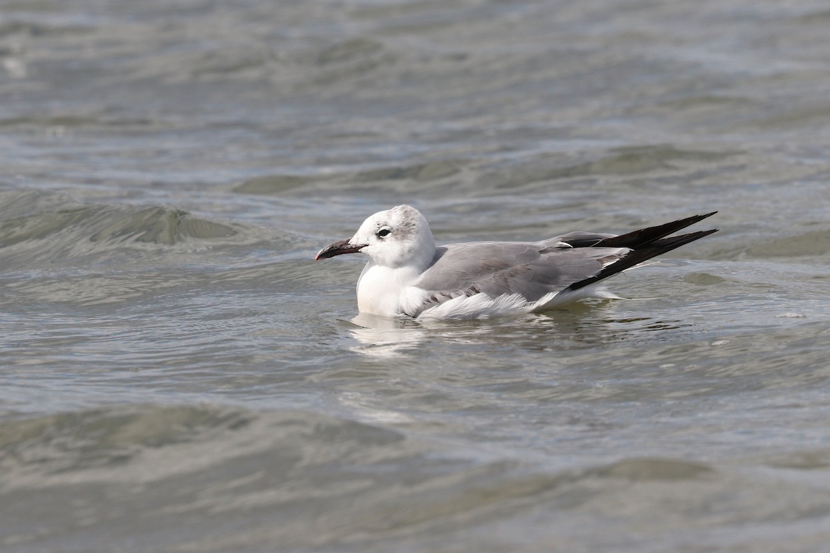 Mouette atricille - ML190470361