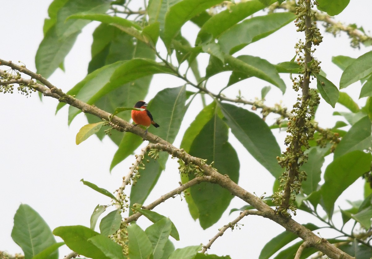 Crimson-breasted Finch - ML190472081