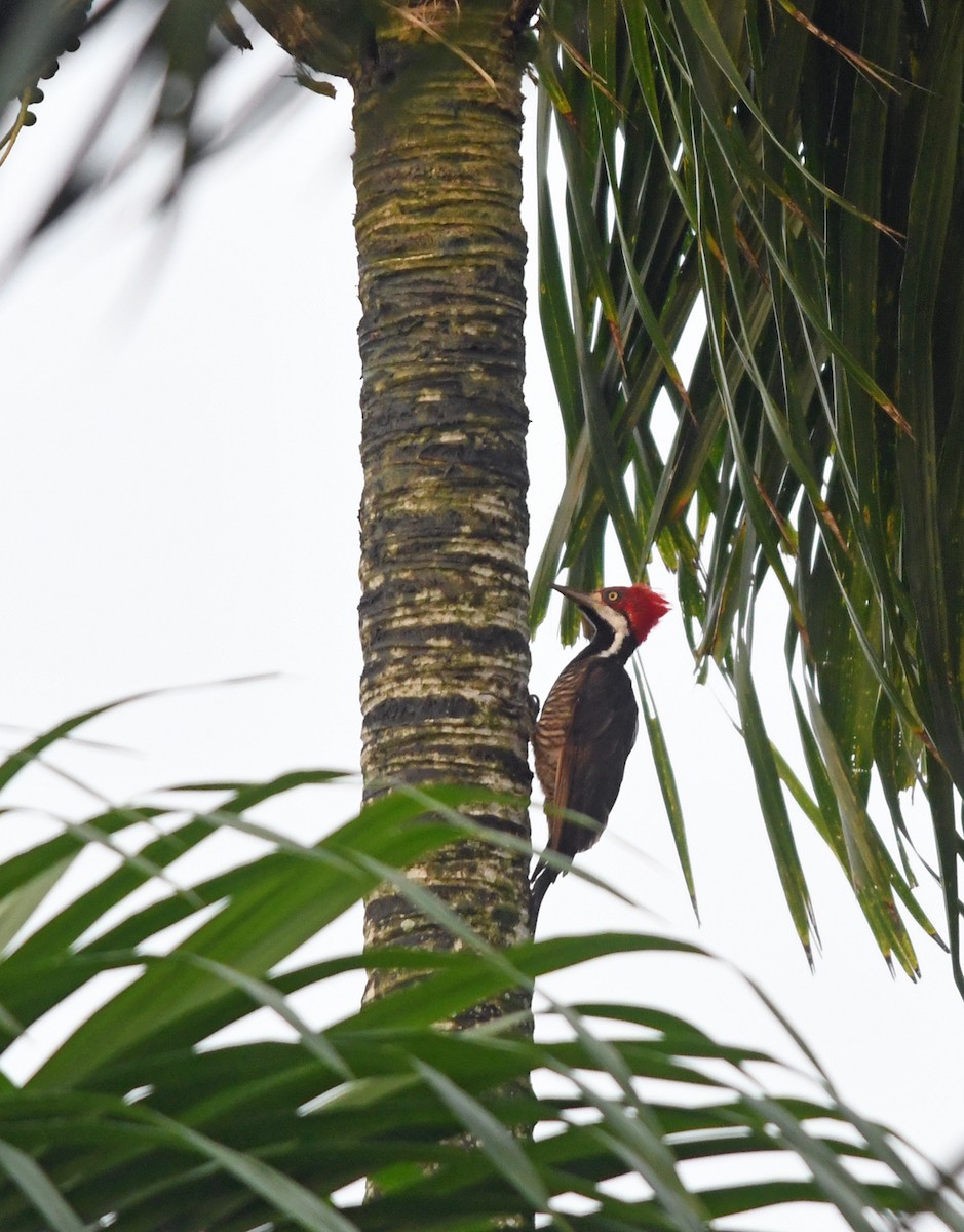 Guayaquil Woodpecker - ML190472131