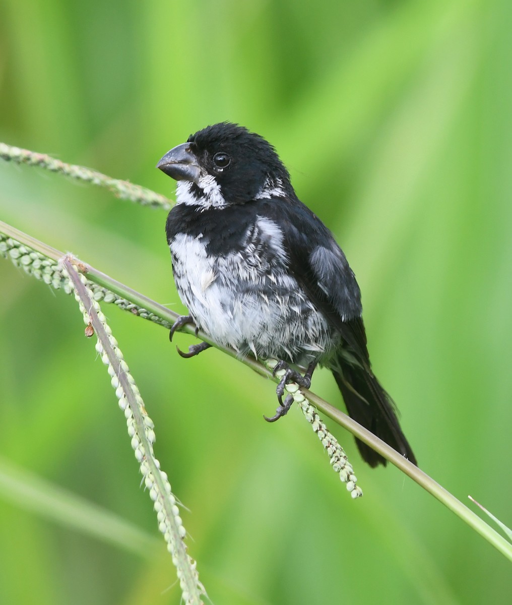 Variable Seedeater (Variable) - ML190472361