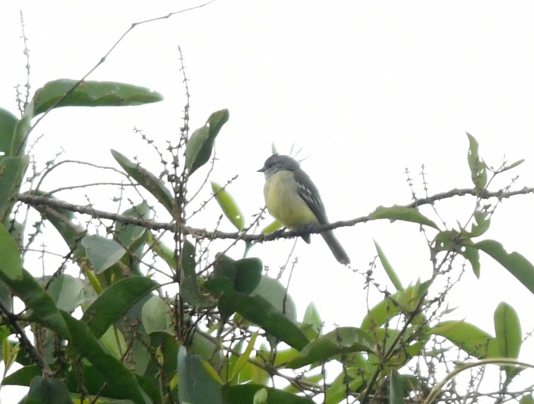 Yellow-crowned Tyrannulet - ML190472541