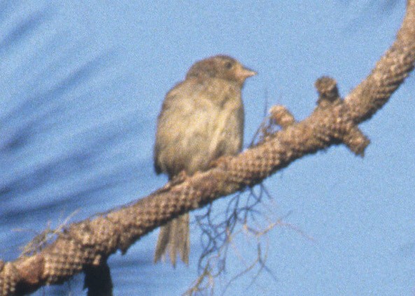 Bachman's Sparrow - ML190472701