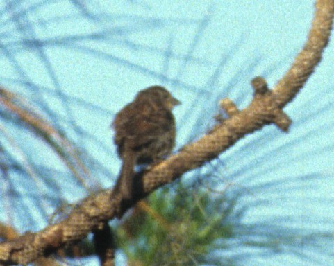 Bachman's Sparrow - ML190472711