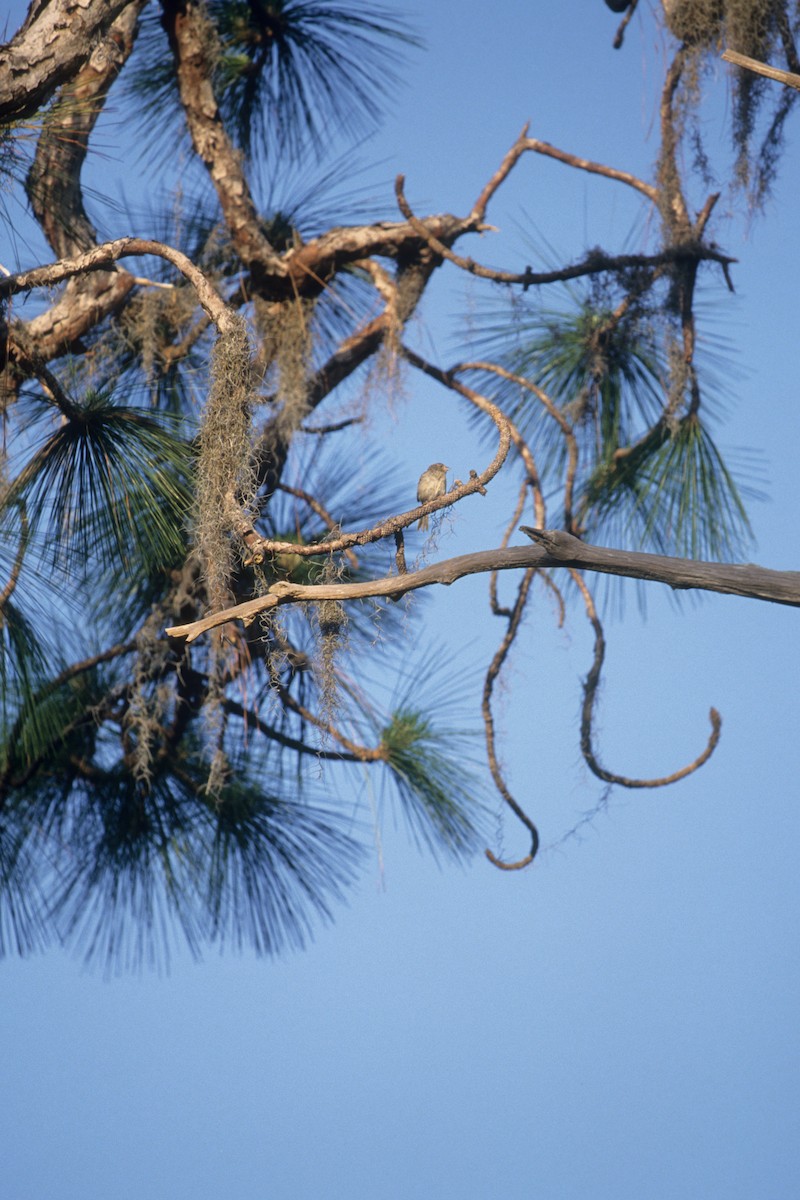 Bachman's Sparrow - ML190472761