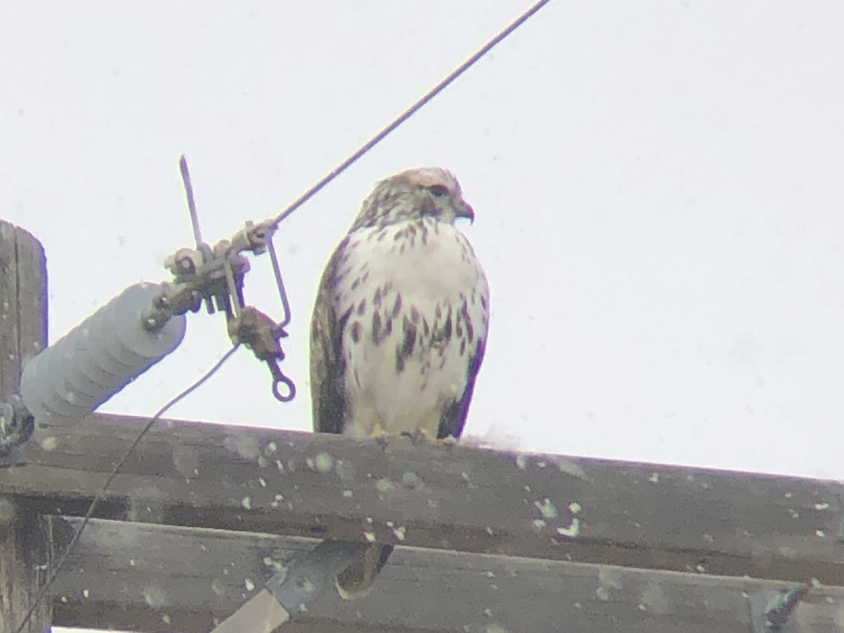 Red-tailed Hawk (Harlan's) - ML190472821