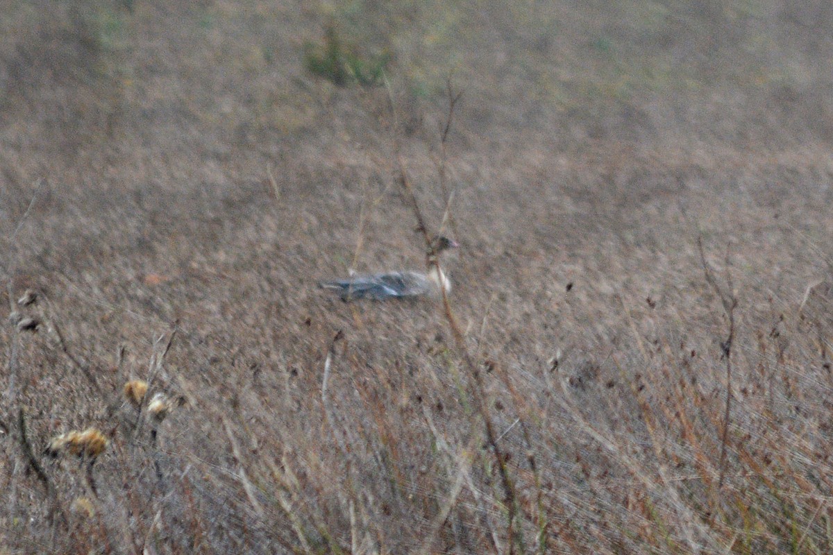 Pink-footed Goose - ML190473381