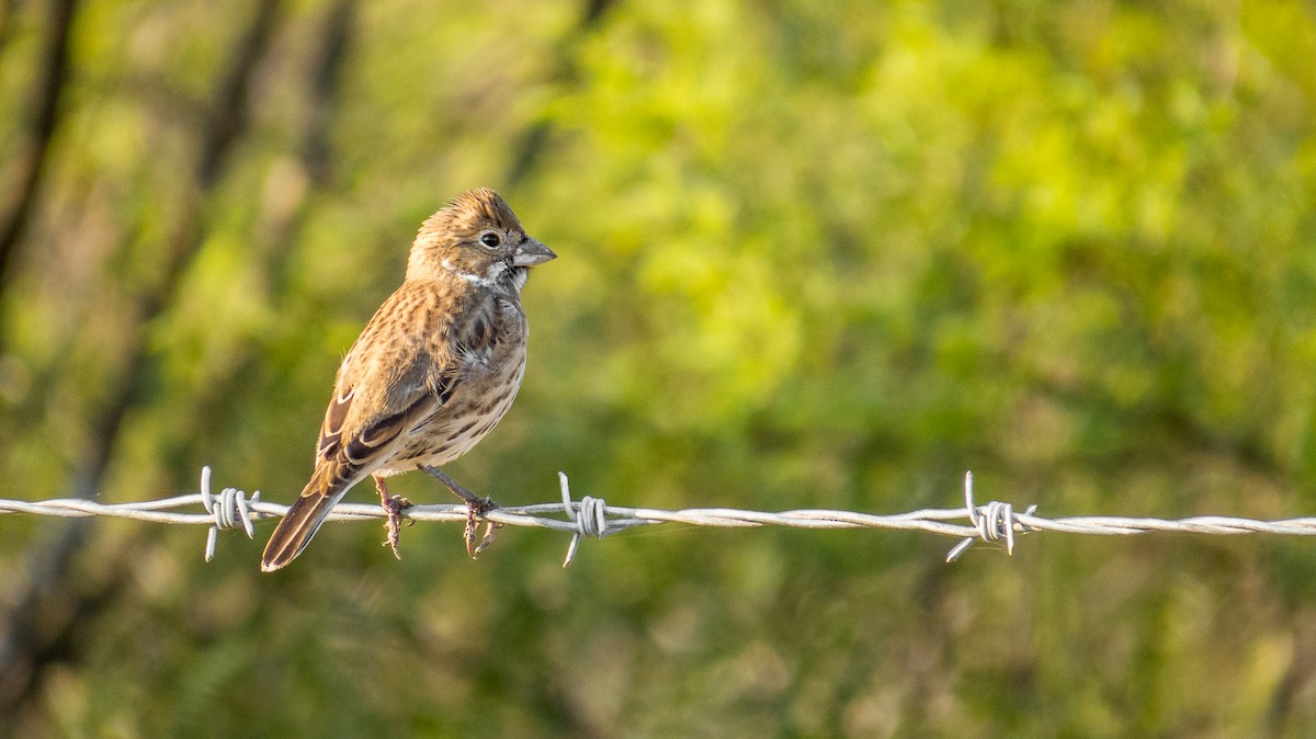 Lark Bunting - ML190474351