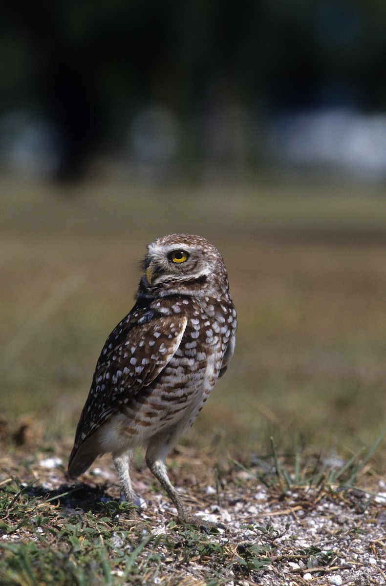 Burrowing Owl - ML190476101