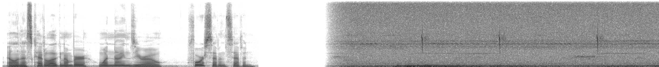 Ladder-tailed Nightjar - ML190477