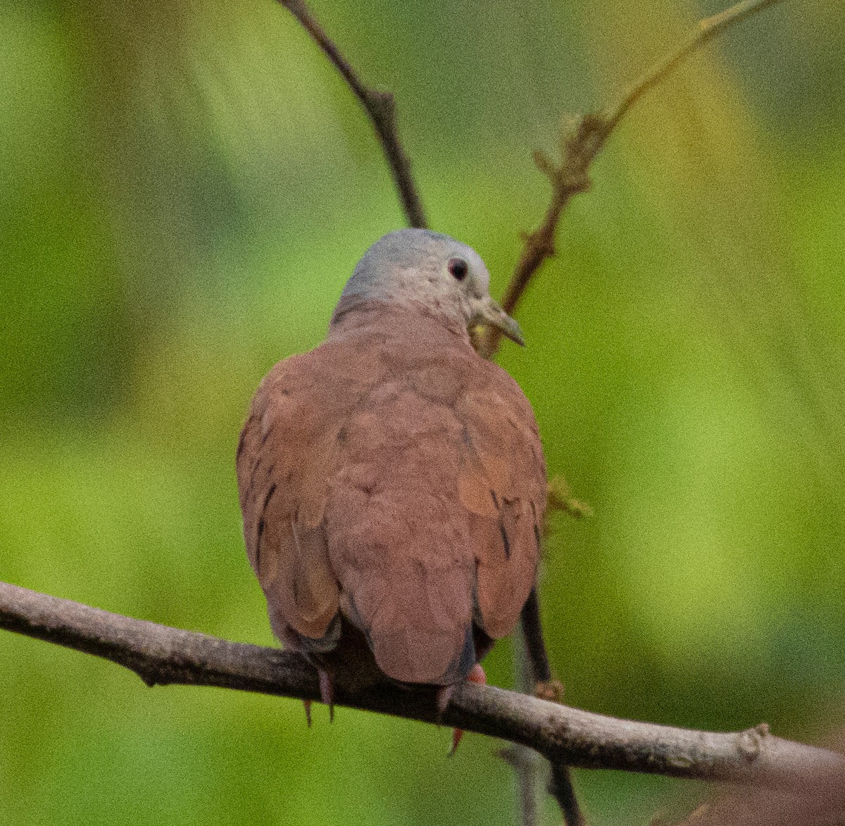 Ruddy Ground Dove - ML190478321