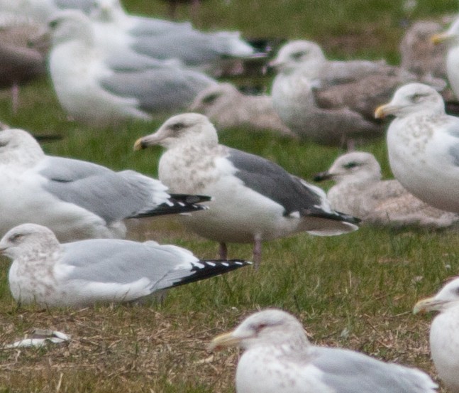 Slaty-backed Gull - ML190480451