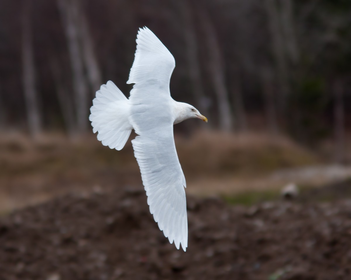 Glaucous Gull - ML190480531