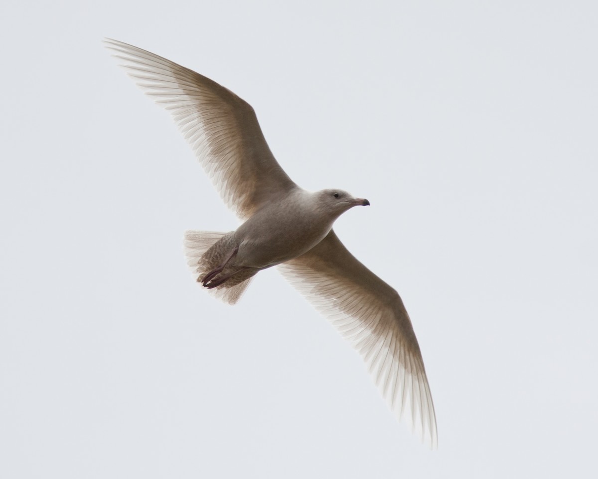 Glaucous Gull - ML190480731