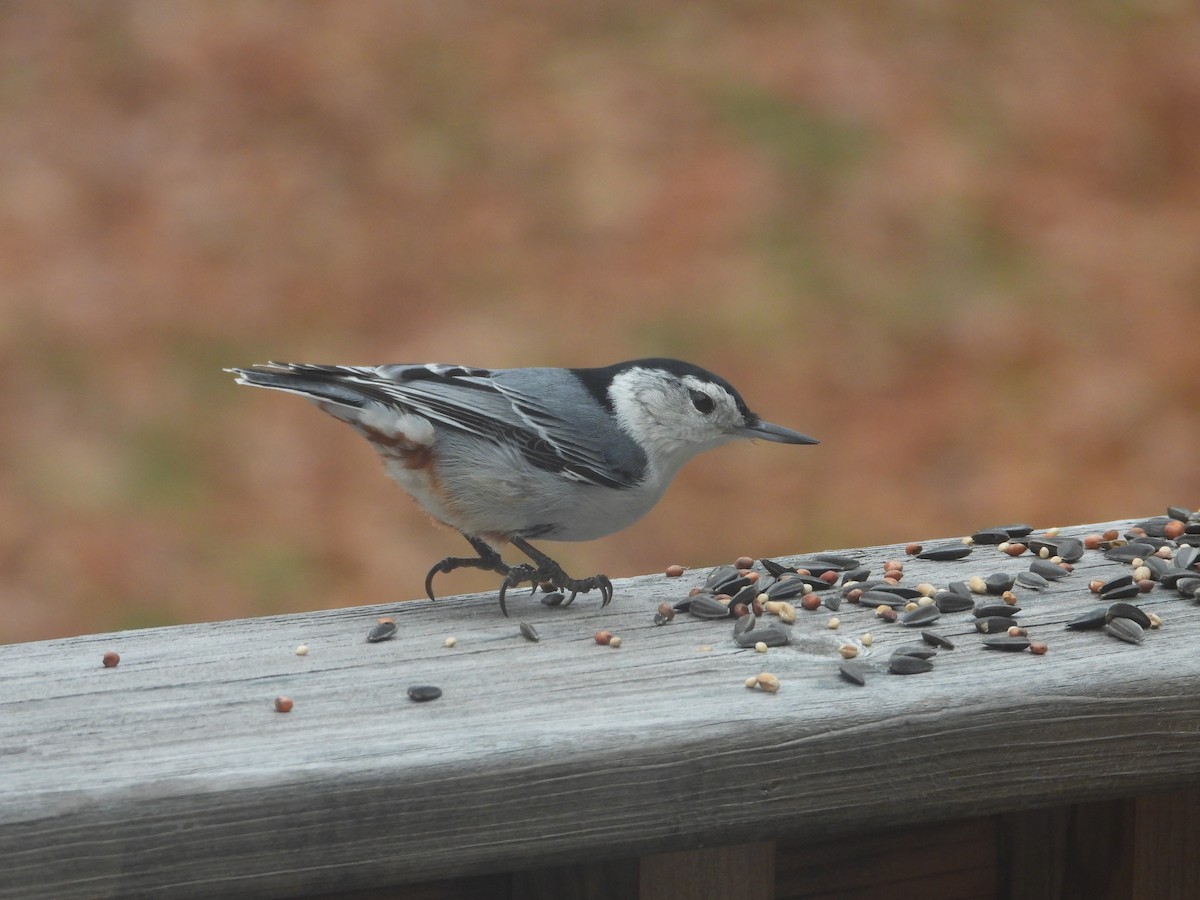 White-breasted Nuthatch - ML190483471