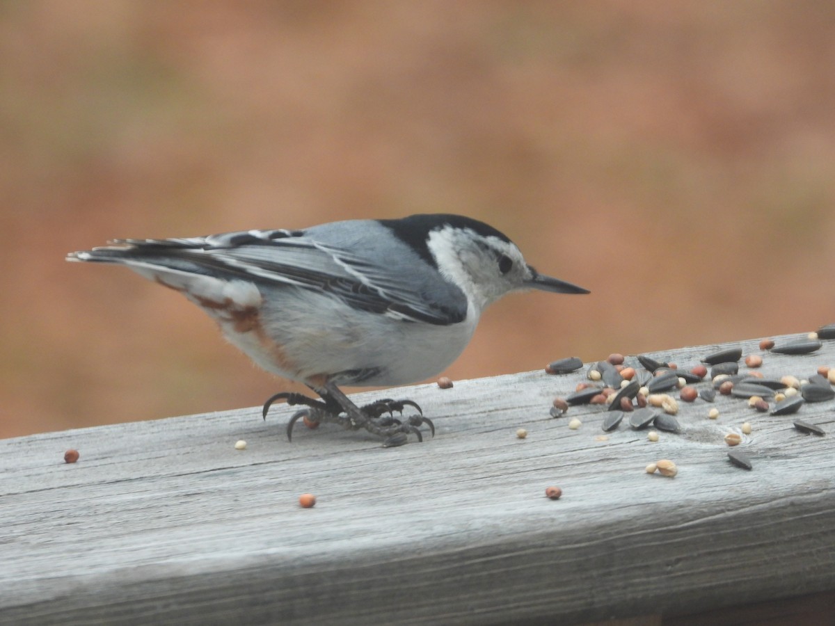 White-breasted Nuthatch - ML190483691