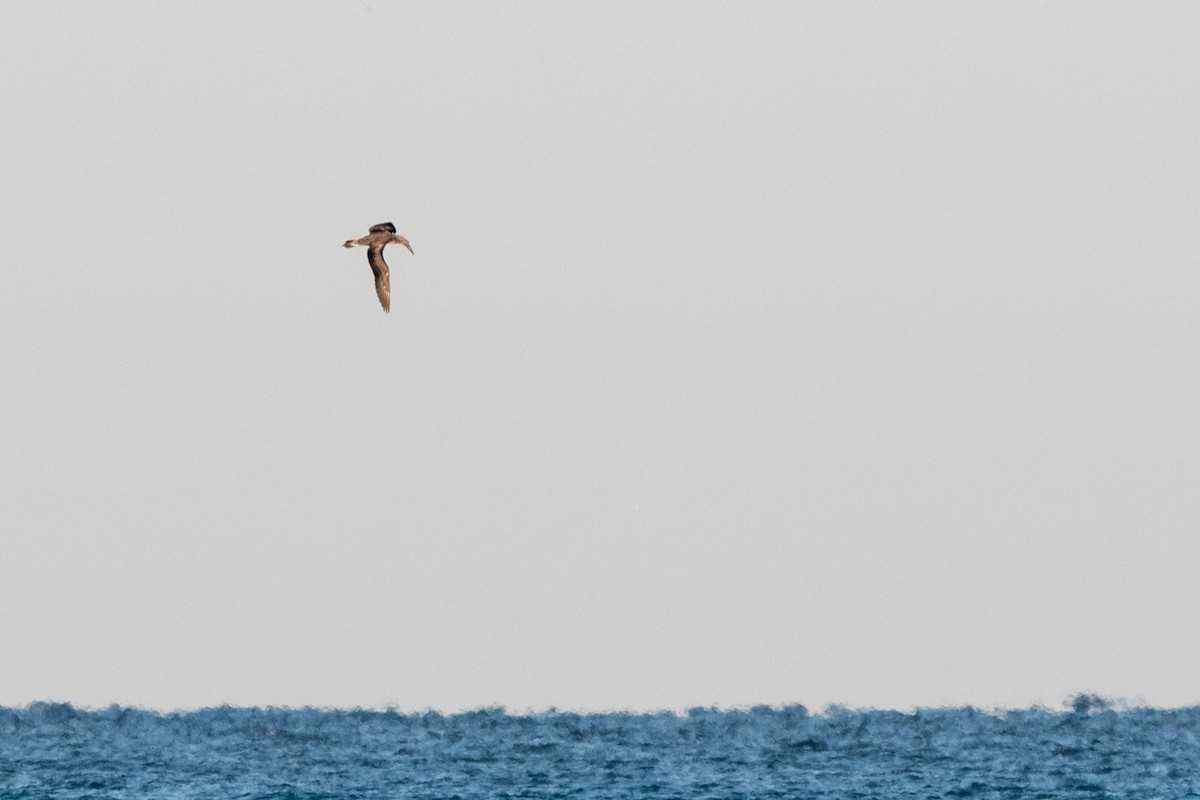 Northern Gannet - ML190483701