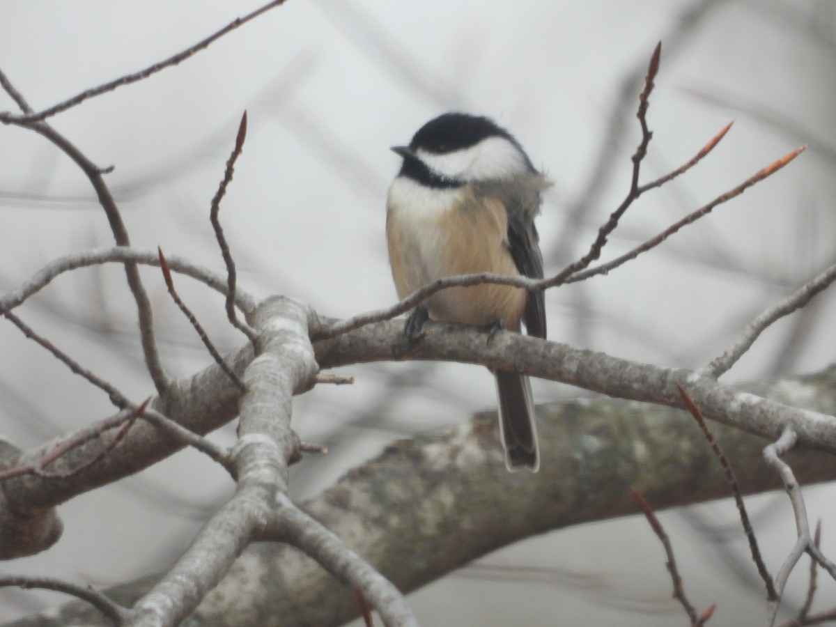 Black-capped Chickadee - ML190483921