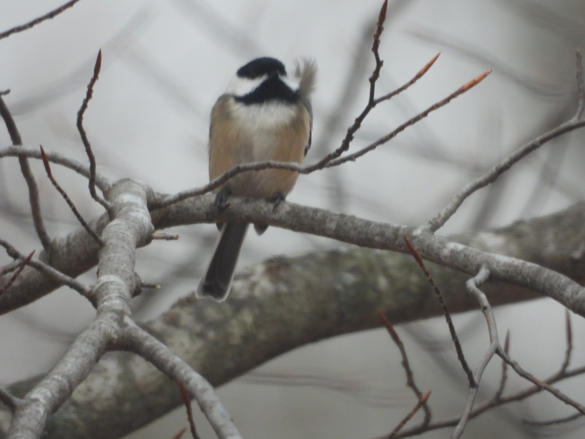 Black-capped Chickadee - ML190483991