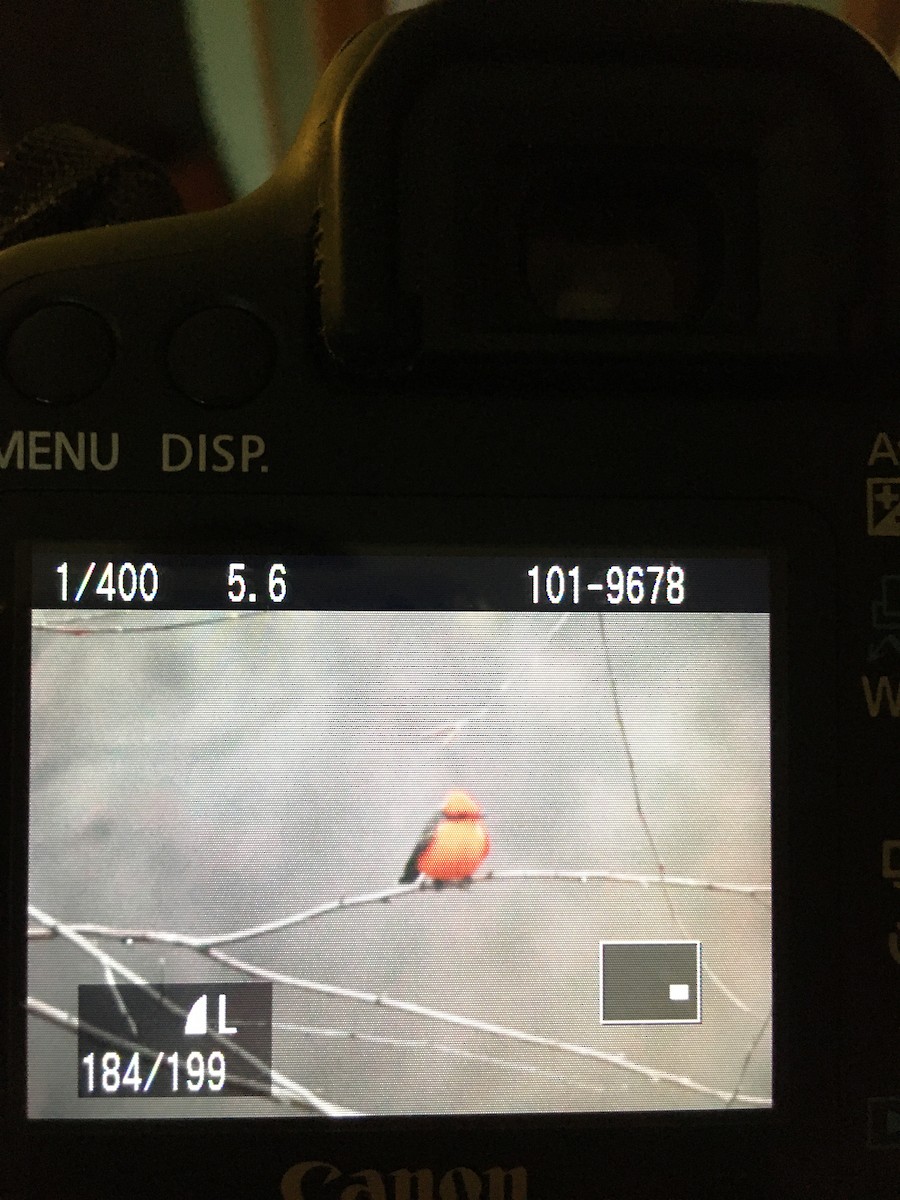 Vermilion Flycatcher - ML190486241