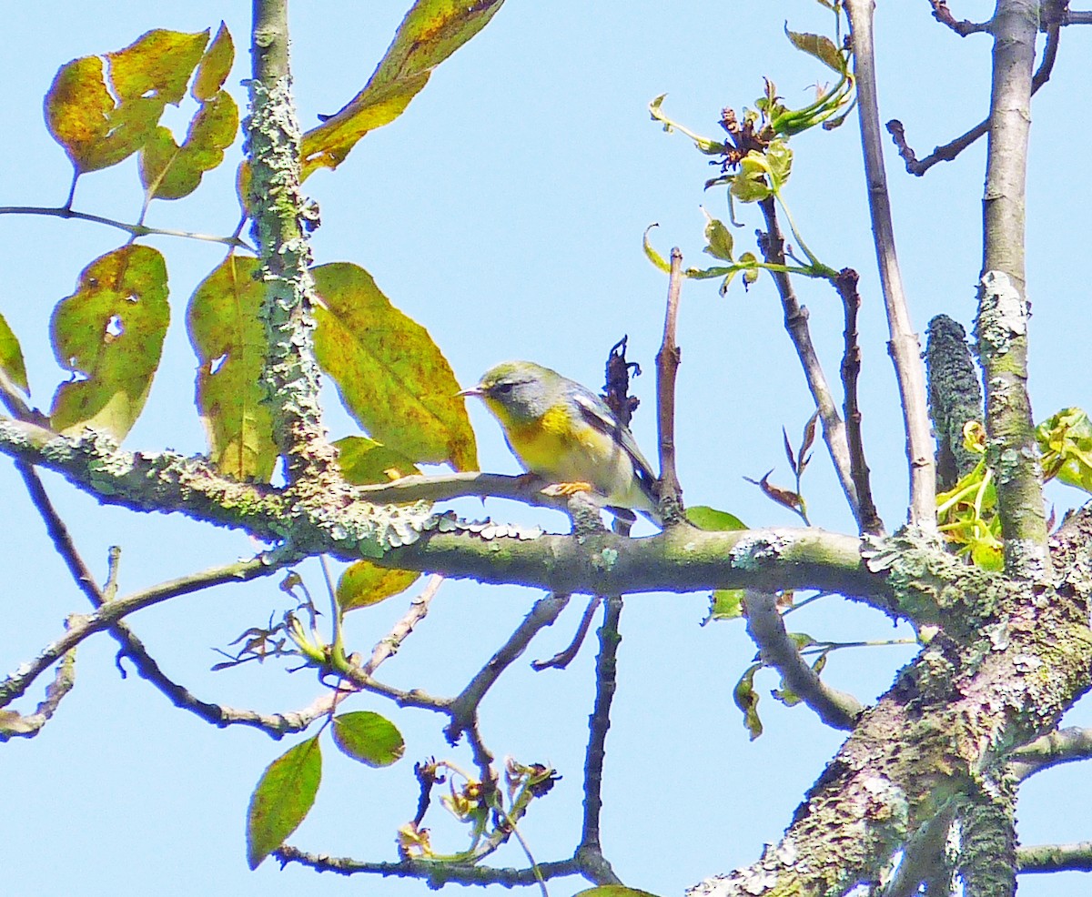 Northern Parula - Andrés M. Cuervo