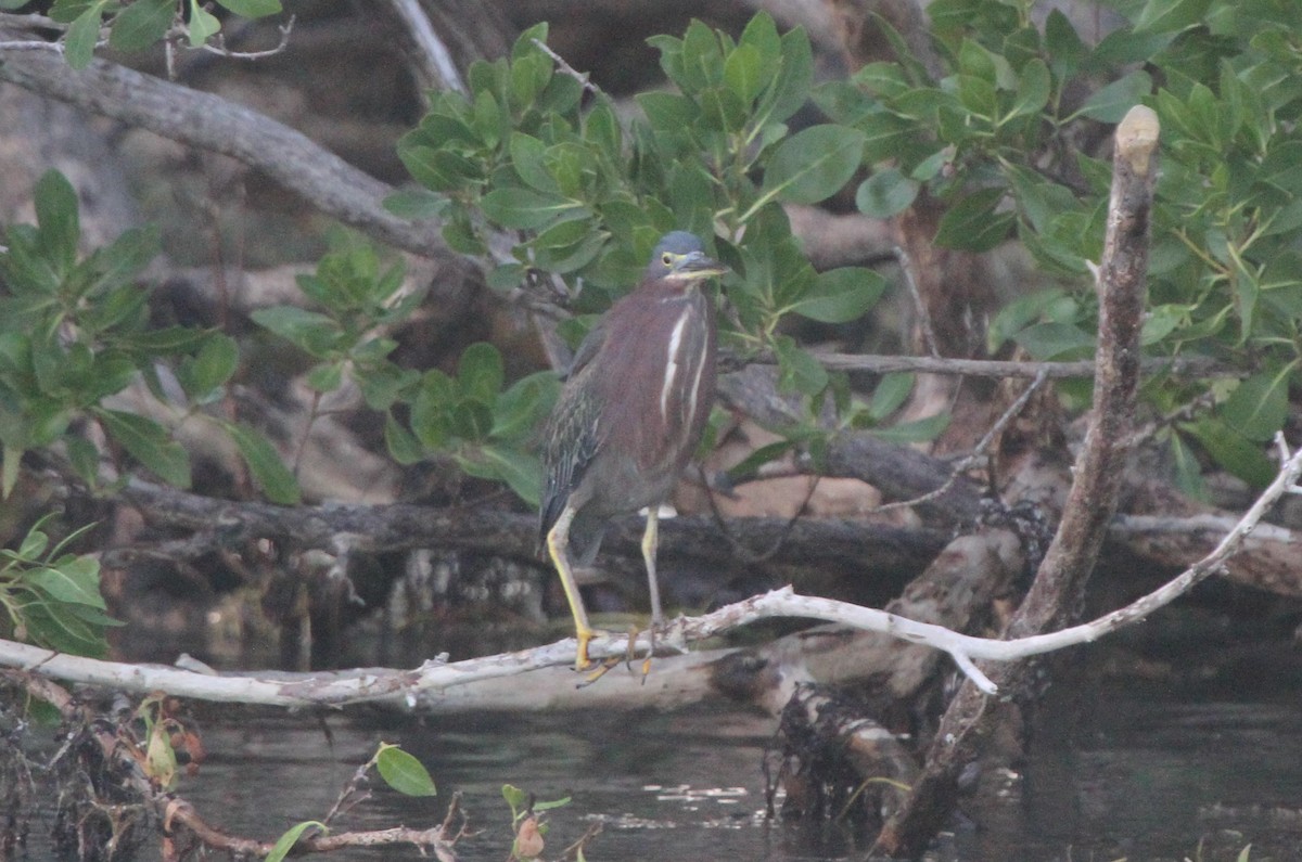 Green Heron - James (Jim) Holmes