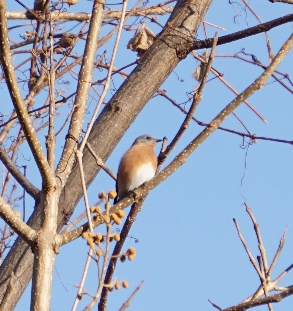 Eastern Bluebird - ML190487711