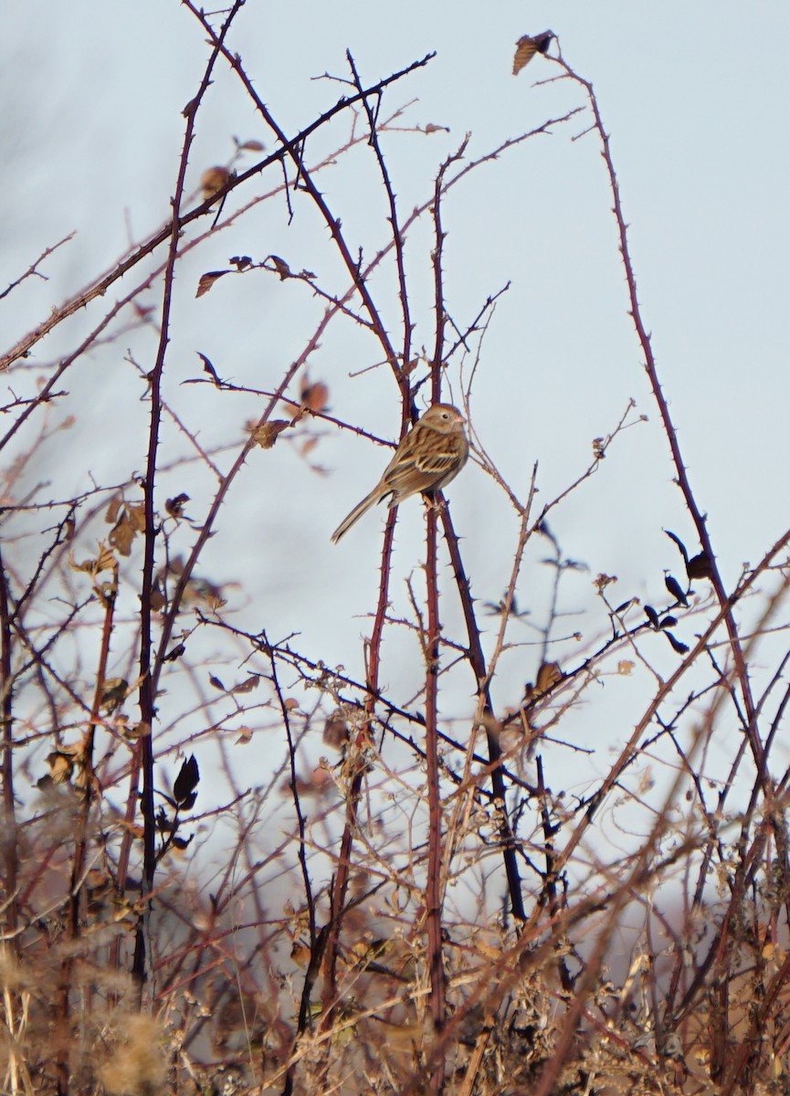 Field Sparrow - ML190487761