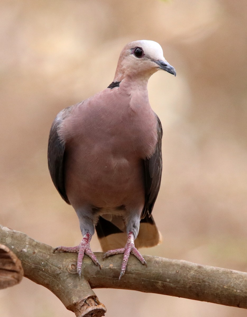 Red-eyed Dove - Loren Kliewer