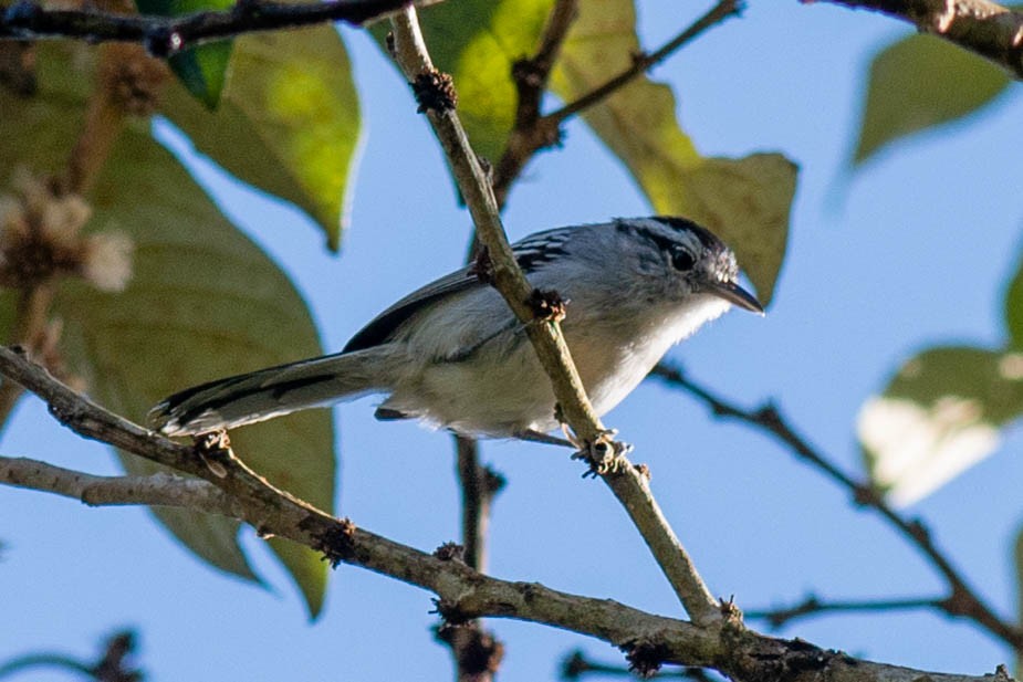 Black-capped Antwren - ML190492001