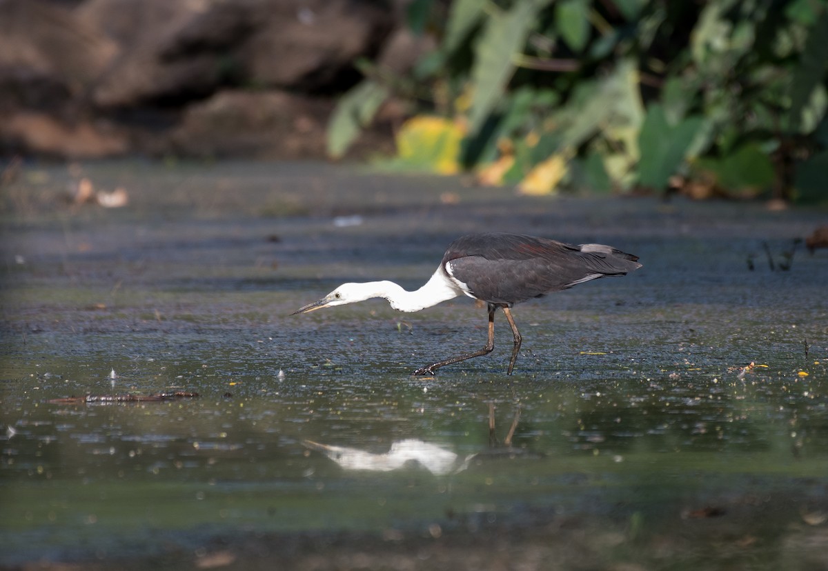 Pacific Heron - ML190494281