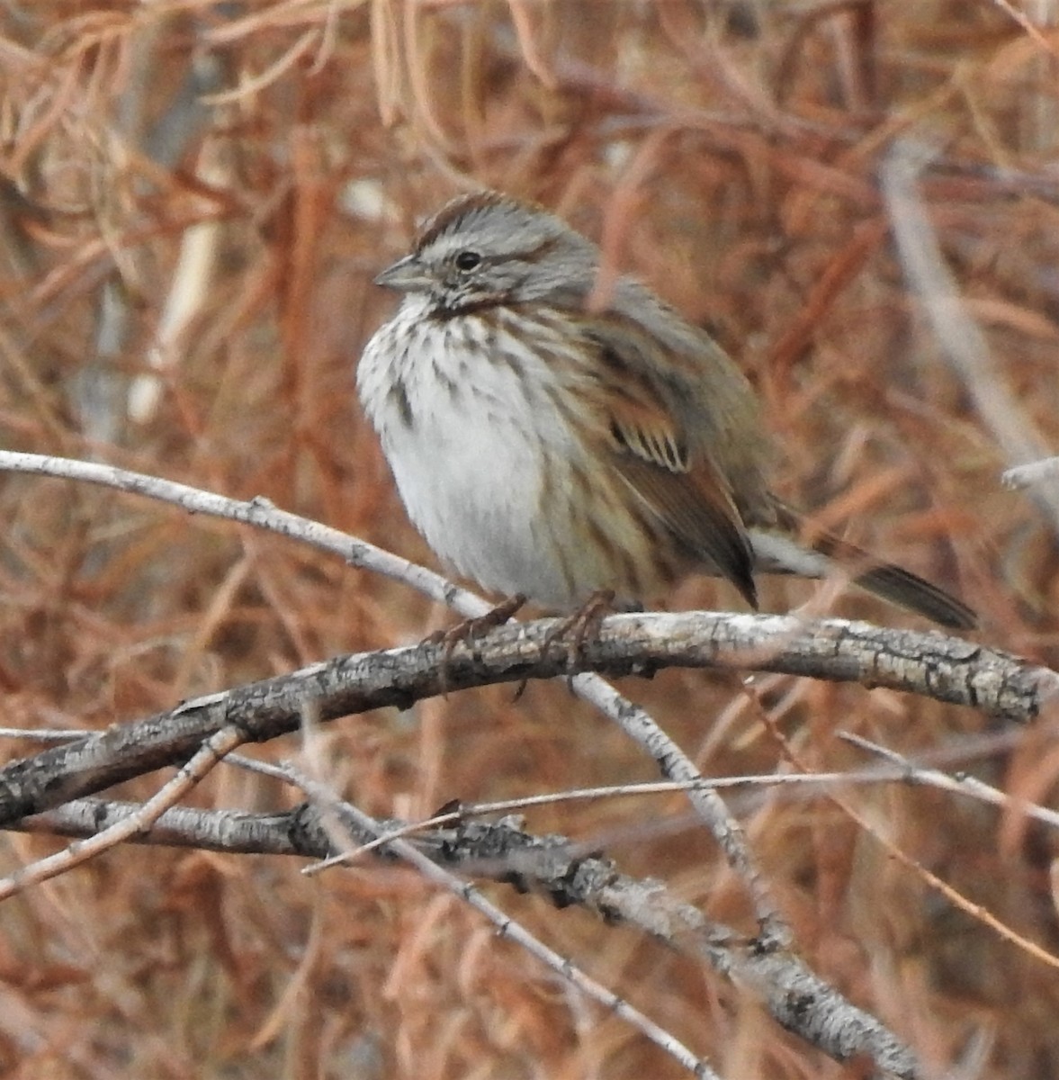 Song Sparrow - ML190495691