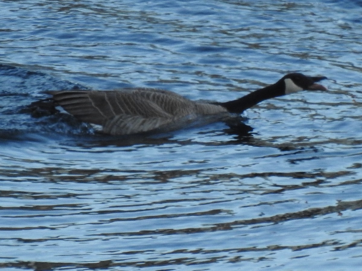 Canada Goose (moffitti/maxima) - Norman Edelen