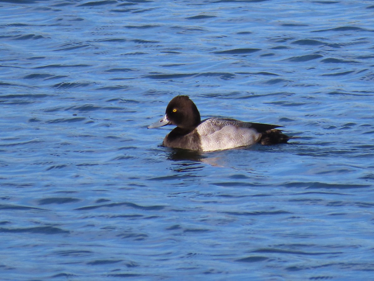 Lesser Scaup - ML190502031