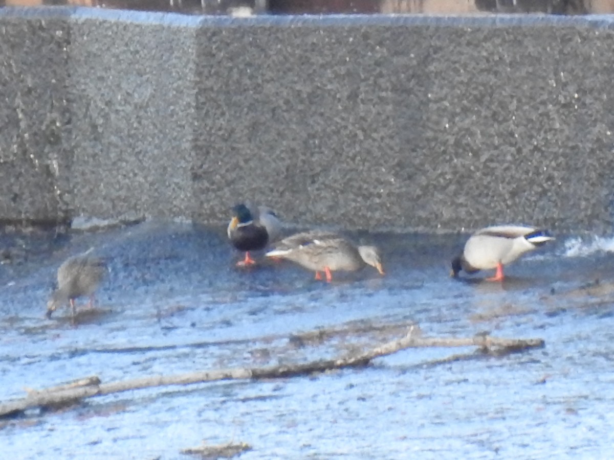 Mallard - ML190502171